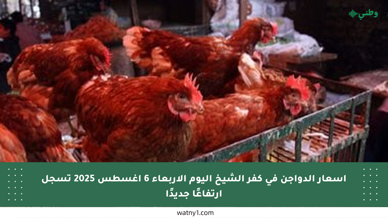 أسعار الدواجن في كفر الشيخ اليوم الأربعاء 6 أغسطس 2025 تسجل ارتفاعًا جديدًا